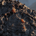 How to Use Shilajit Daily: A Practical Wellness Guide for Beginners